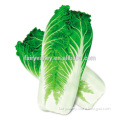 Hybrid Cabbage seeds for growing-Autumn Fragrance 70